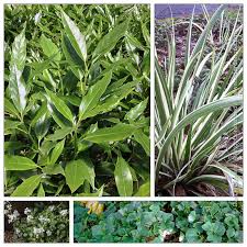 Attēlu rezultāti vaicājumam “Euura acutifoliae”