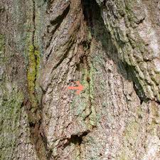 Attēlu rezultāti vaicājumam “Chaenotheca stemonea”