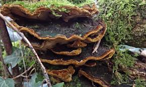 Attēlu rezultāti vaicājumam “Inonotus radiatus”