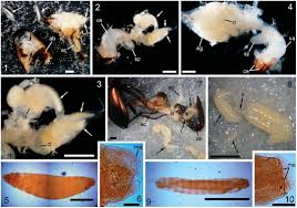 Attēlu rezultāti vaicājumam “Poecilus versicolor”