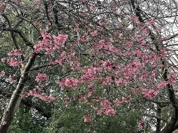 Attēlu rezultāti vaicājumam “Betula pubescens flower”