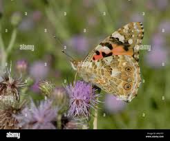 Attēlu rezultāti vaicājumam “Vanessa cardui underside”