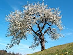 Attēlu rezultāti vaicājumam “Prunus avium flower”