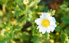 Attēlu rezultāti vaicājumam “Leucanthemum vulgare”