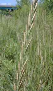 Attēlu rezultāti vaicājumam “Elytrigia repens”