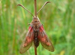 Attēlu rezultāti vaicājumam “Zygaena lonicerae”