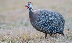 Attēlu rezultāti vaicājumam “Numida meleagris”