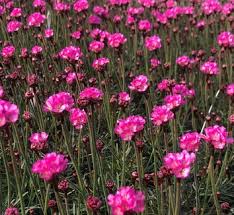 Attēlu rezultāti vaicājumam “Plumbaginaceae”