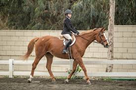Image result for Woodhill Riding Club