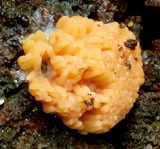 Attēlu rezultāti vaicājumam “Tubifera montana”