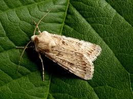 Attēlu rezultāti vaicājumam “Agrotis ripae”