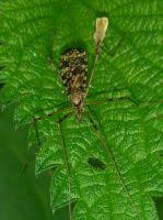 Attēlu rezultāti vaicājumam “Epiphragma ocellare”