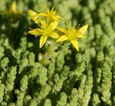 Attēlu rezultāti vaicājumam “Sedum acre fruit”