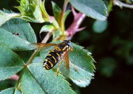 Attēlu rezultāti vaicājumam “Syrphus sp.”