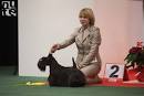 Scottish Terrier - kennel FILISITE BRASH