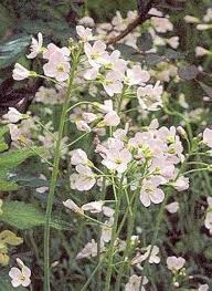 Attēlu rezultāti vaicājumam “Cardamine pratensis”