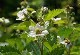 Attēlu rezultāti vaicājumam “Rubus caesius flower”