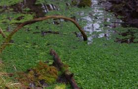 Attēlu rezultāti vaicājumam “Palustriella”