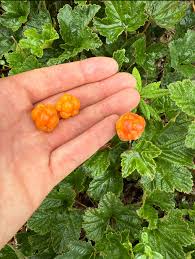 Attēlu rezultāti vaicājumam “Rubus chamaemorus fruit”