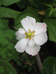 Attēlu rezultāti vaicājumam “Podophyllum hexandrum flower”