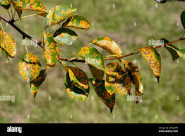 Attēlu rezultāti vaicājumam “Gymnosporangium sabinae”