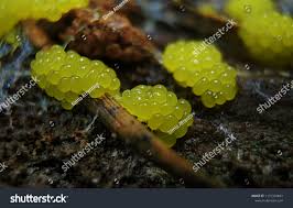 Attēlu rezultāti vaicājumam “Lamproderma ovoideum macro”