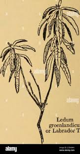 Attēlu rezultāti vaicājumam “Ledum palustre fruit”