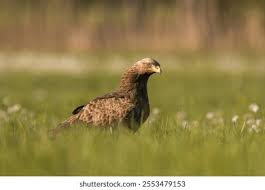 Attēlu rezultāti vaicājumam “Aquila pomarina adult”