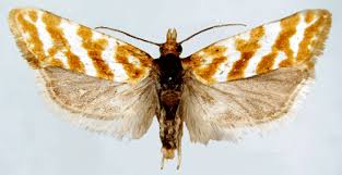 Attēlu rezultāti vaicājumam “Aethes margaritana”