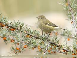 Attēlu rezultāti vaicājumam “Phylloscopus trochiloides”