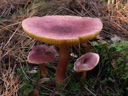 Attēlu rezultāti vaicājumam “Tricholomopsis rutilans”