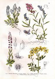 Attēlu rezultāti vaicājumam “Polygala vulgaris”