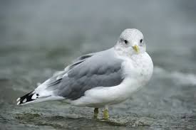 Attēlu rezultāti vaicājumam “Larus canus”