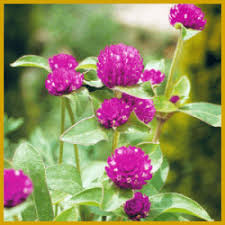 Image result for Kugelamarant