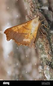 Attēlu rezultāti vaicājumam “Eilema depressa imago”