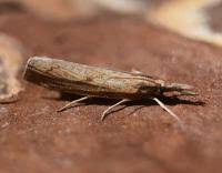 Attēlu rezultāti vaicājumam “Pediasia contaminella”