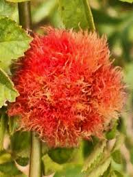 Attēlu rezultāti vaicājumam “Diplolepis bicolor”