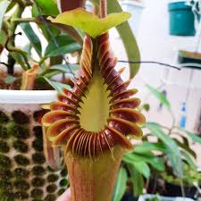 Attēlu rezultāti vaicājumam “Edwardsiana geometrica”