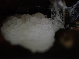 Attēlu rezultāti vaicājumam “Symphytocarpus flaccidus”