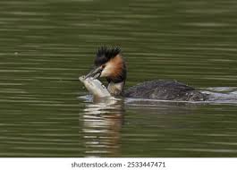 Attēlu rezultāti vaicājumam “Podiceps cristatus adult”