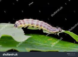 Attēlu rezultāti vaicājumam “Orthosia sp. larva”