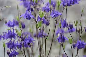 Attēlu rezultāti vaicājumam “Aquilegia vulgaris leaf”