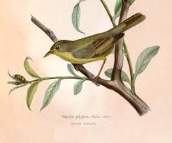 Image result for Hippolais polyglotta