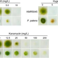 Attēlu rezultāti vaicājumam “Bryum amblyodon sporophyte”