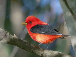 Image result for Piranga olivacea