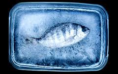 Image result for Argyrosomus inodorus