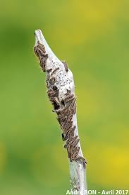 Attēlu rezultāti vaicājumam “Eriogaster lanestris larva”