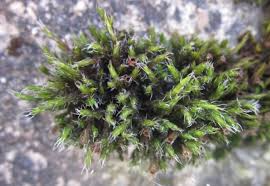 Attēlu rezultāti vaicājumam “Schistidium robustum”