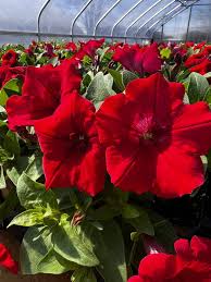 Image result for Petunia