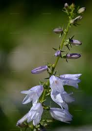 Attēlu rezultāti vaicājumam “Campanula bononiensis”